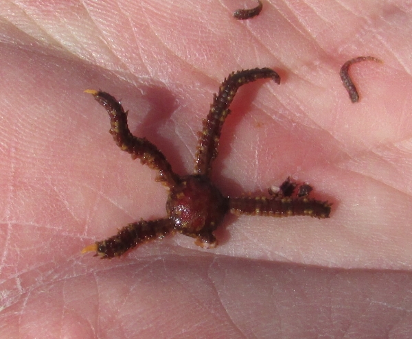 Photo of Ophiopholis kennerlyi by <a href="http://morrisoncreek.org/">Kathryn Clouston</a>